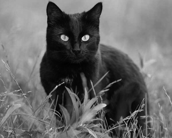 British shorthair British shorthair