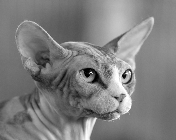 Sphynx Sphynx