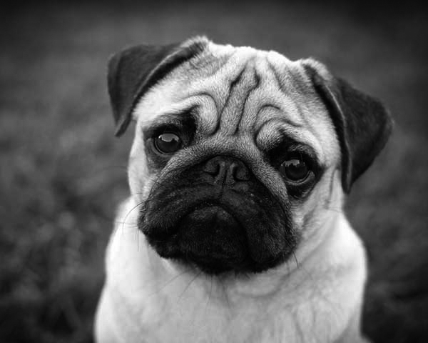 Pug Pug