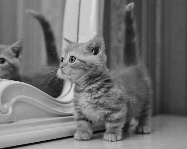 Munchkin Munchkin