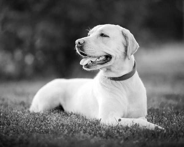 Labrador Labrador
