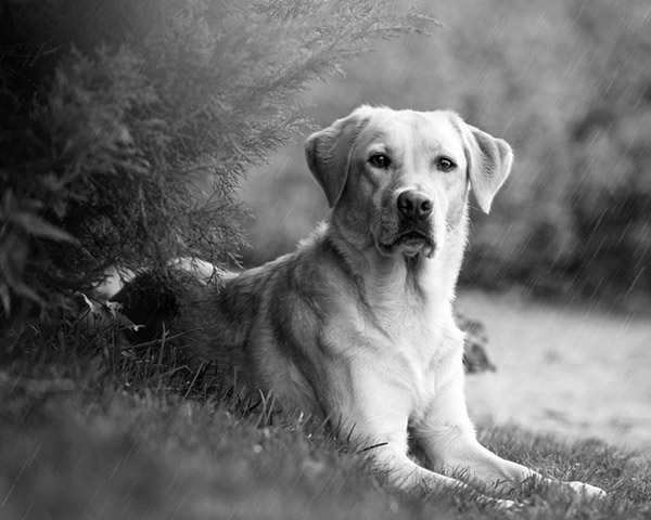 Labrador Labrador