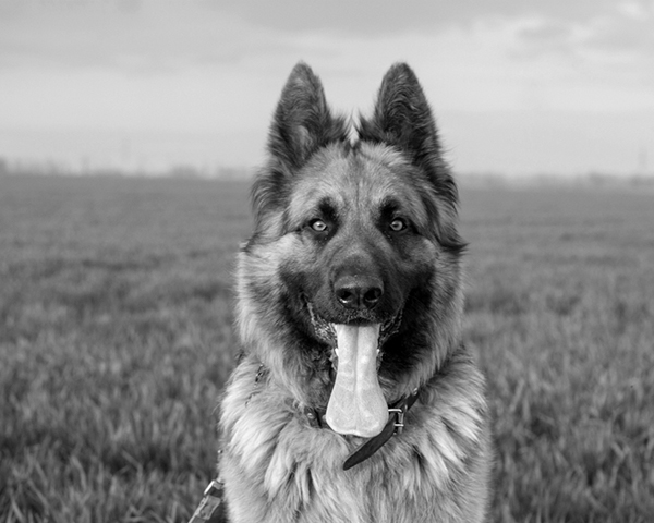 German Shepherds German Shepherds