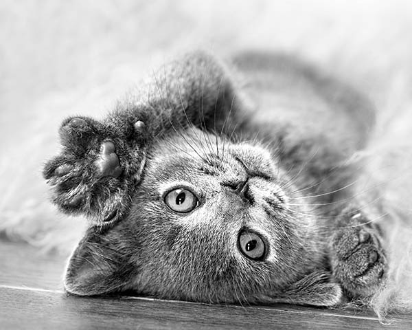 Cat breeds guide Cat breeds guide