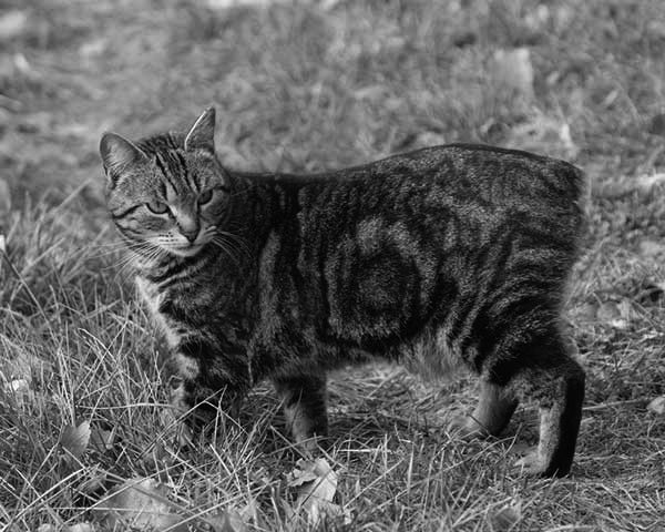 Manx Manx