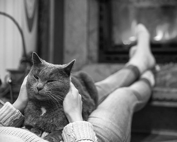 Cat-proof your home Cat-proof your home