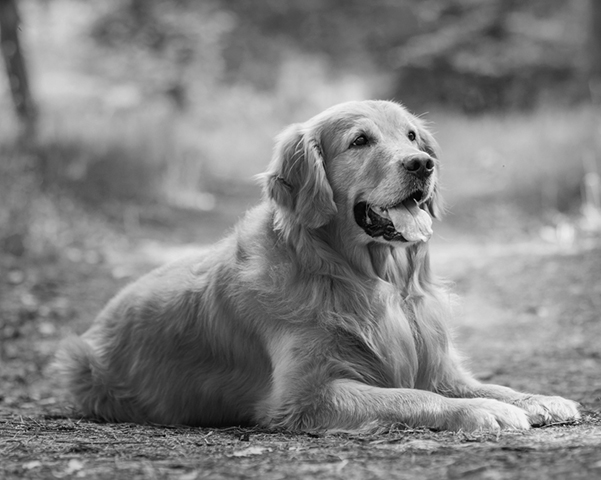 Golden Retriever Golden Retriever