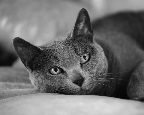 Russian Blue Russian Blue