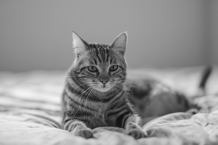 Moggie Moggie