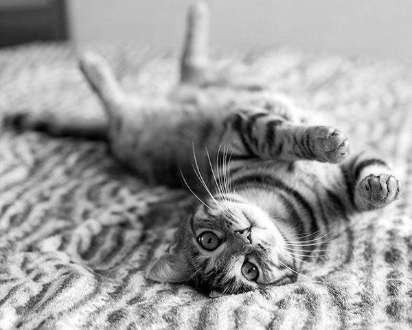 Cat guides Cat guides