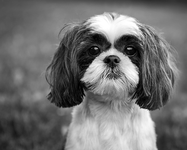 Shih Tzu Shih Tzu