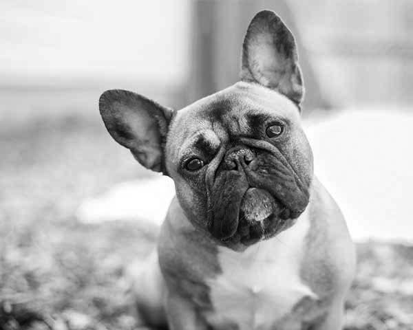 French Bulldog French Bulldog