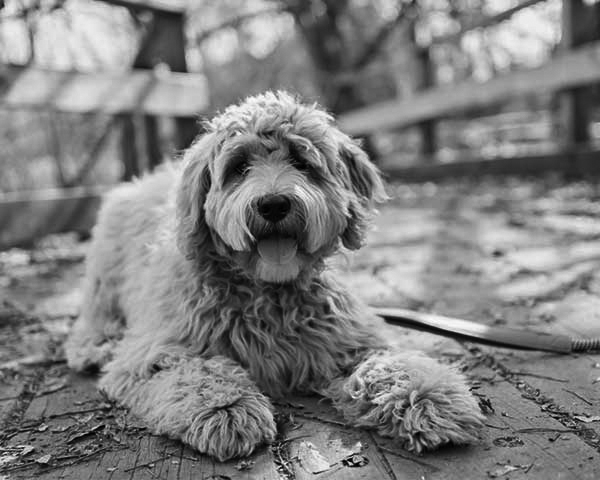 Labradoodle Labradoodle