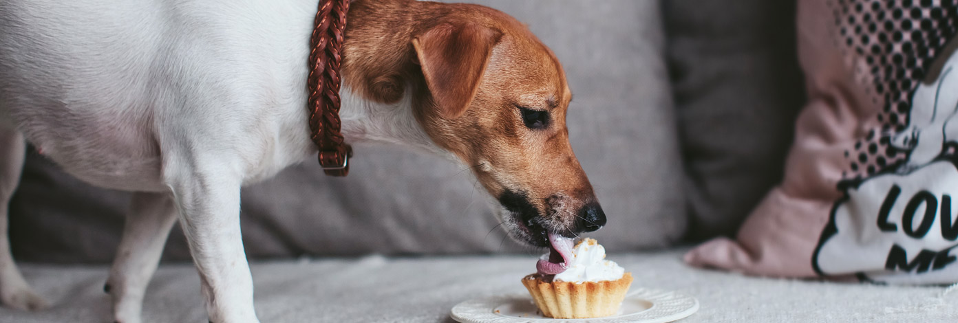 How to pamper your pet at home How to pamper your pet at home