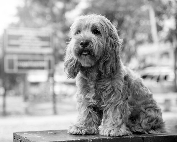 Cockapoo Cockapoo