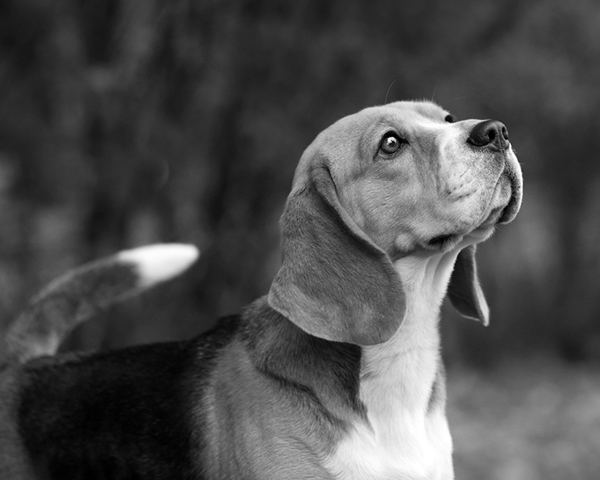 Microchipping your pet Microchipping your pet