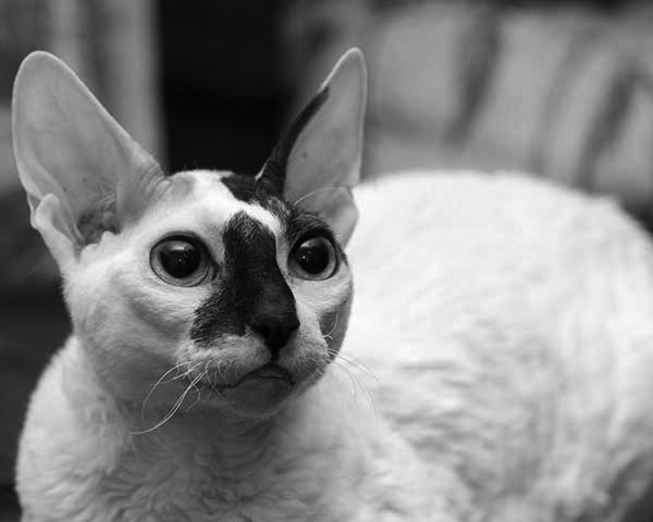 Cornish Rex Cornish Rex