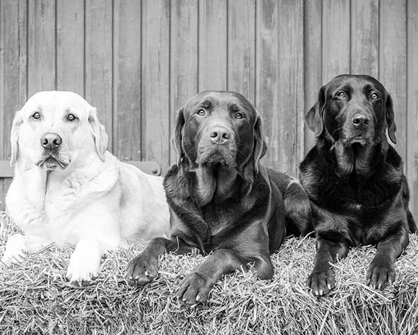 Pet insurance glossary Pet insurance glossary