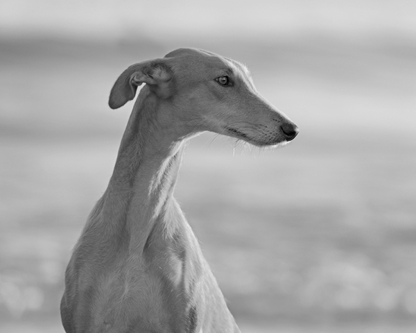 Greyhound Greyhound