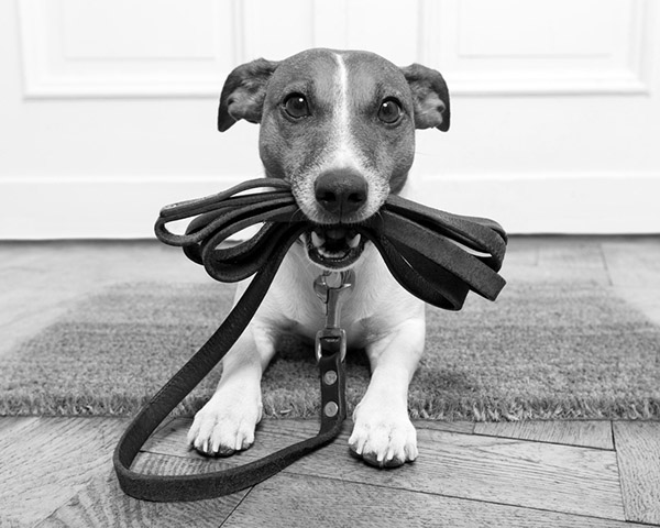 Jack Russell Jack Russell