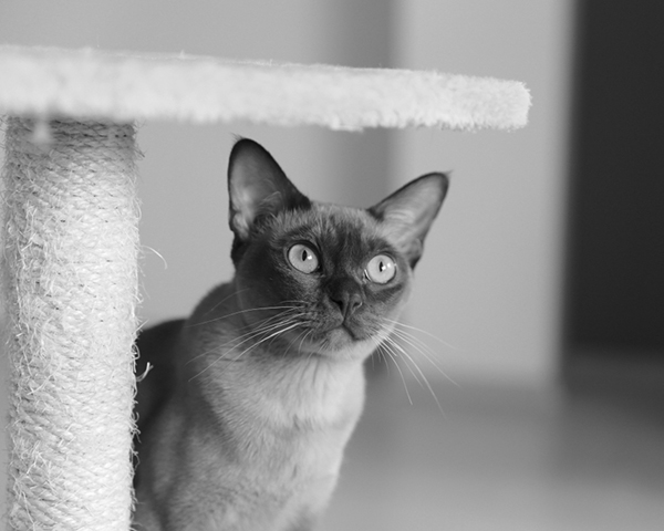 Burmese Burmese