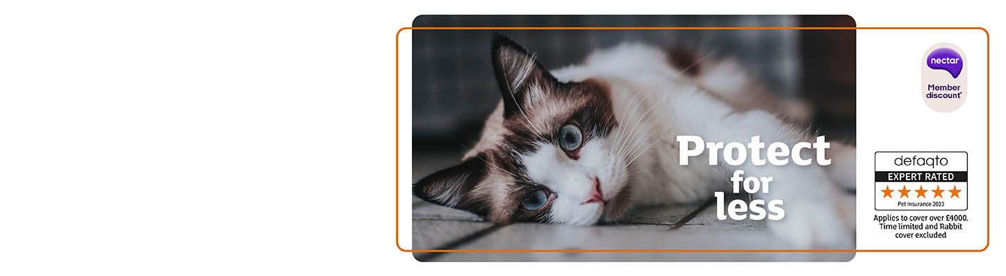 Cat insurance main banner