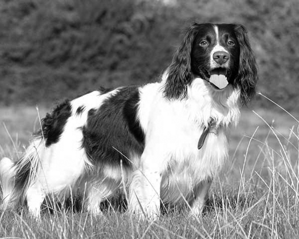 Springer Spaniel Springer Spaniel
