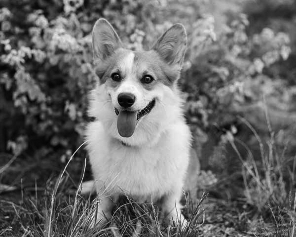 Pembroke Welsh Corgi Pembroke Welsh Corgi
