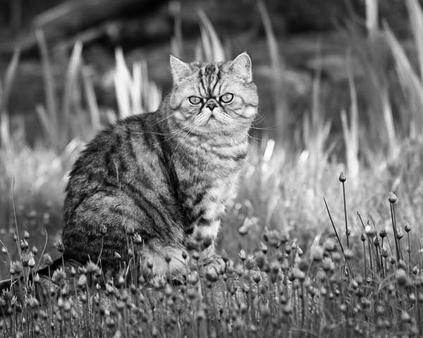 Exotic Shorthair Exotic Shorthair