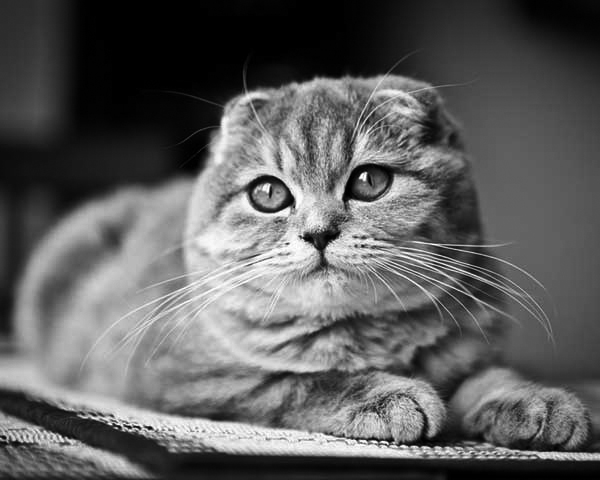 Scottish Fold Scottish Fold