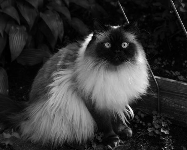 Himalayan Himalayan