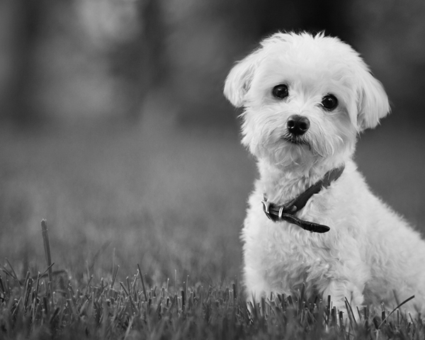 Maltese Maltese