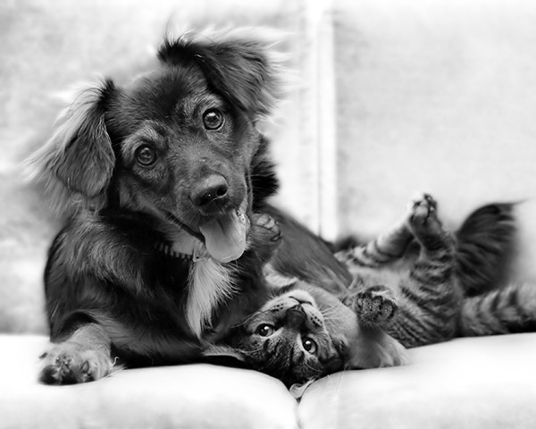 Do you need pet insurance? Do you need pet insurance?