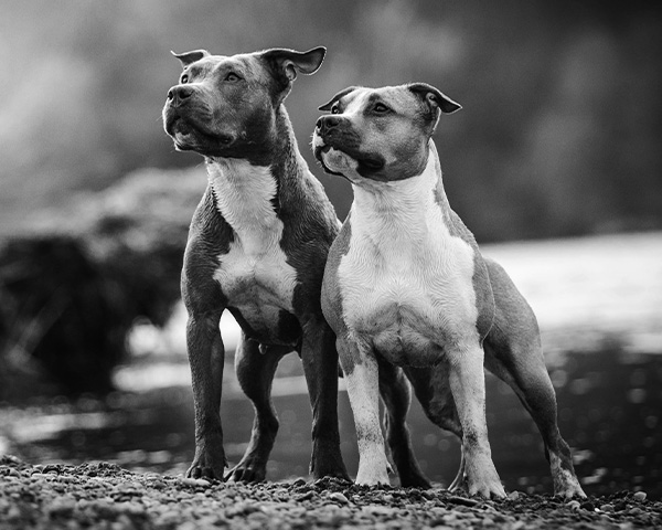 Bulldog Bulldog