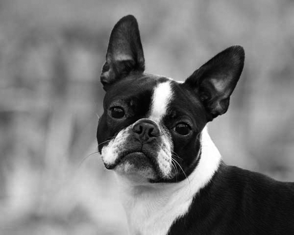 Boston Terrier Boston Terrier