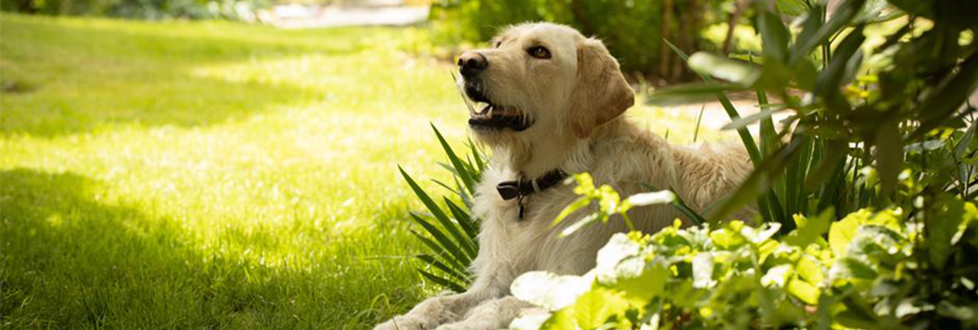 Creating the perfect dog-friendly garden Creating the perfect dog-friendly garden