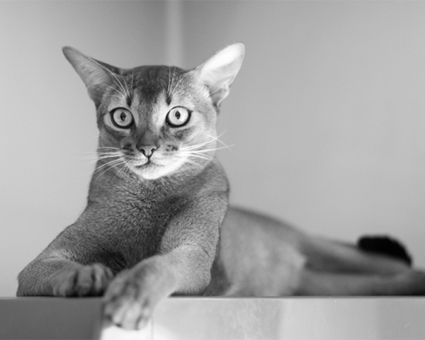 Abyssinian Abyssinian