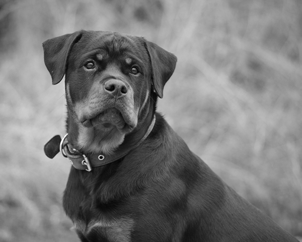 Rottweiler Rottweiler