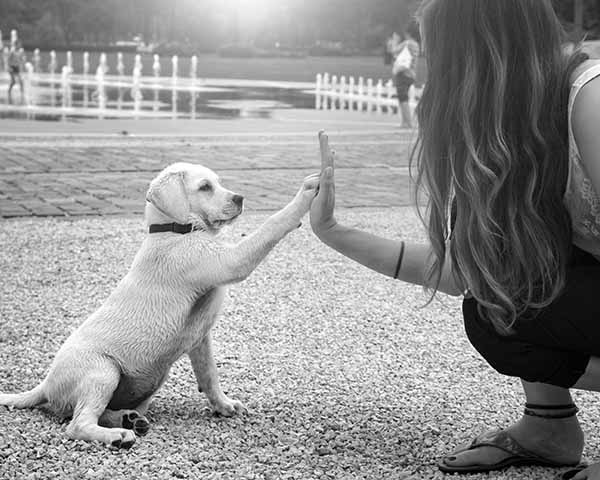 Guide to rehoming Guide to rehoming