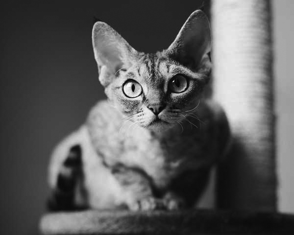 Devon Rex Devon Rex