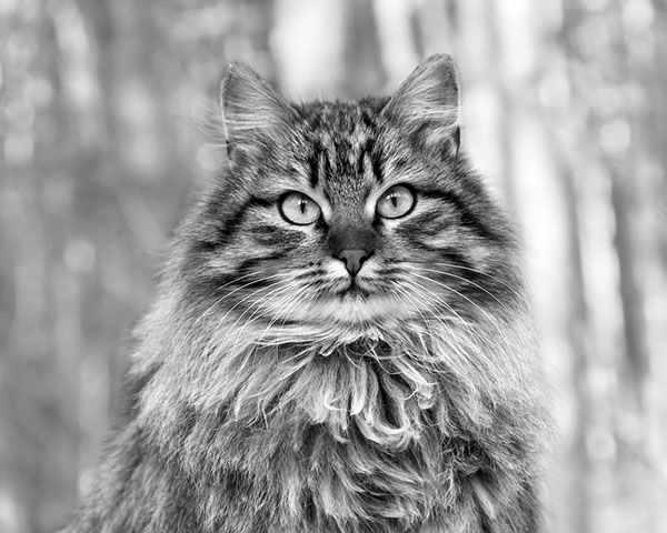 Siberian Cat Siberian Cat