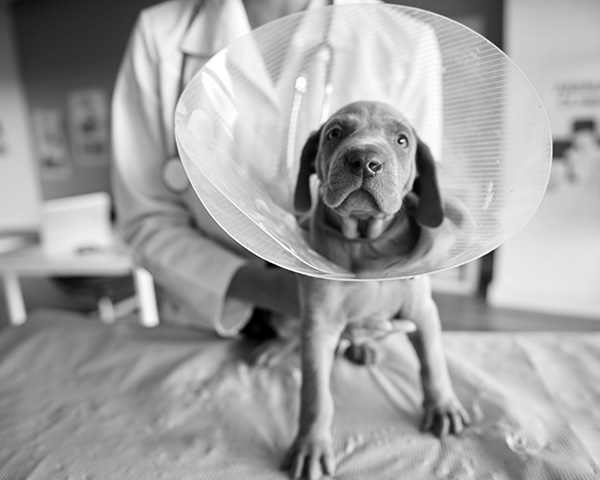 Know your vet Know your vet