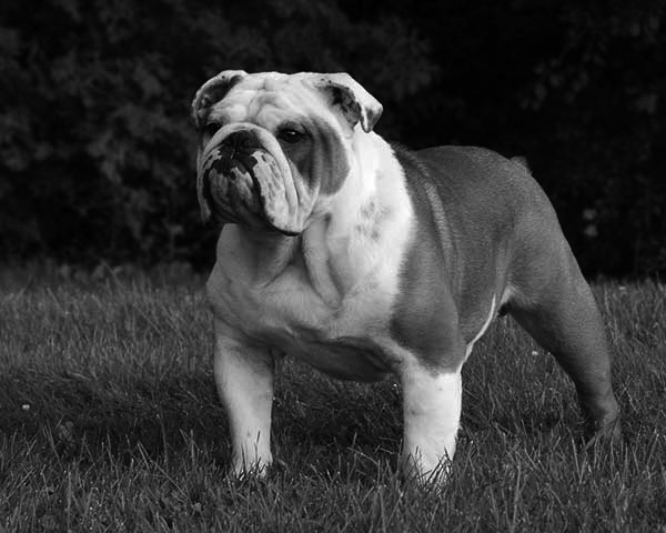 Bulldog Bulldog