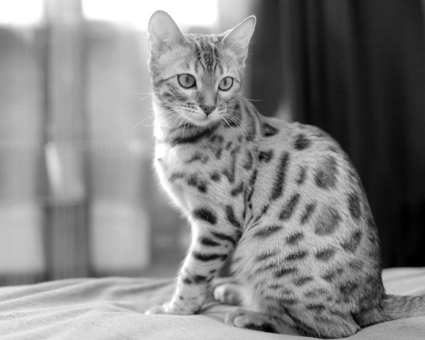British shorthair British shorthair