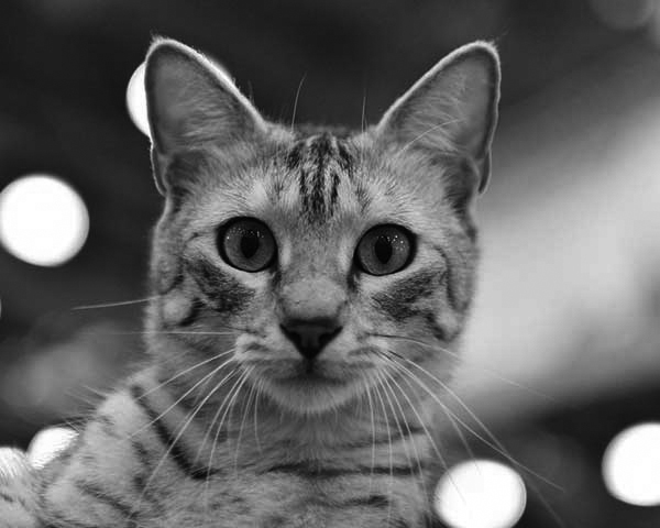 Egyptian Mau Egyptian Mau