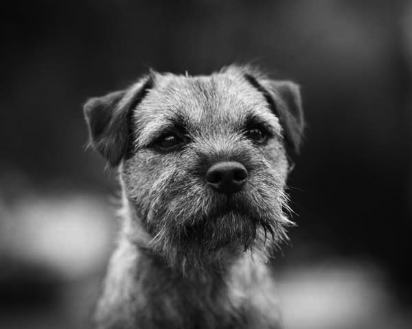 Border Terrier Border Terrier
