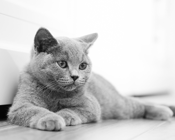 British shorthair British shorthair