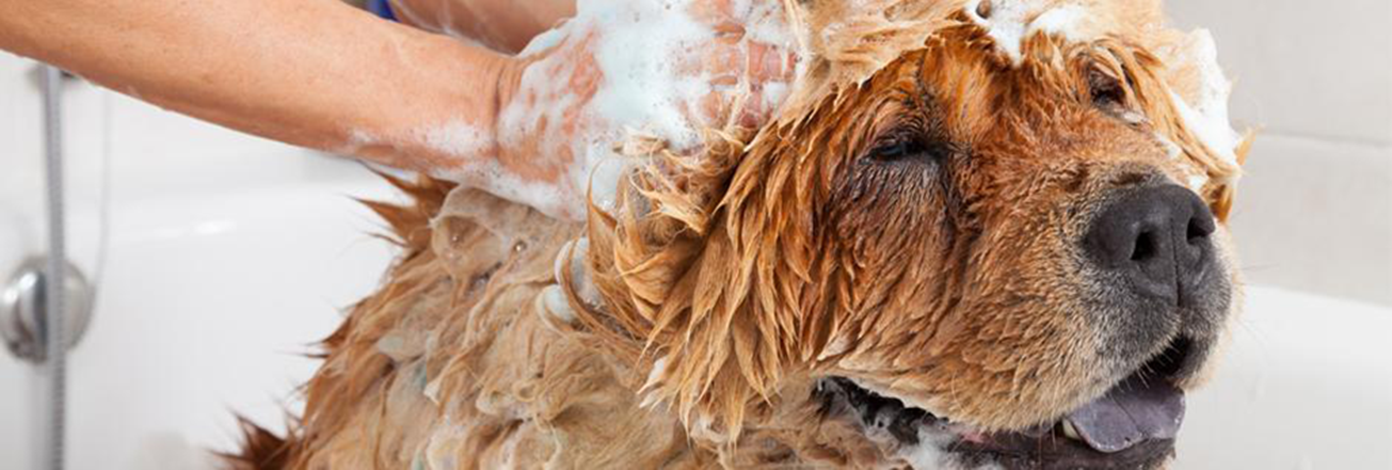 How to bathe and clean your dog How to bathe and clean your dog
