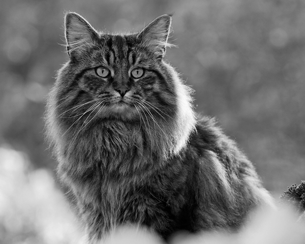 Norwegian Forest Norwegian Forest