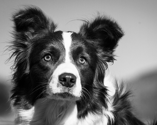 Border Collie Border Collie